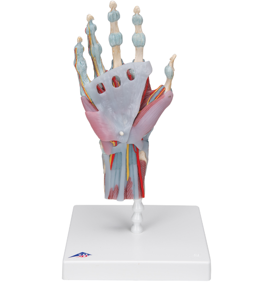 Układ kostny 3B Scientific M33/1