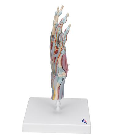 Układ kostny 3B Scientific M33/1