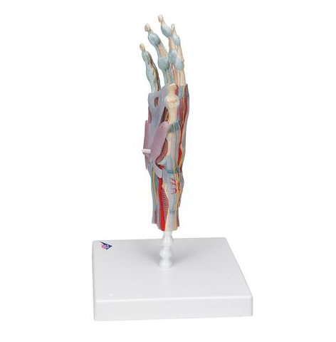 Układ kostny 3B Scientific M33/1