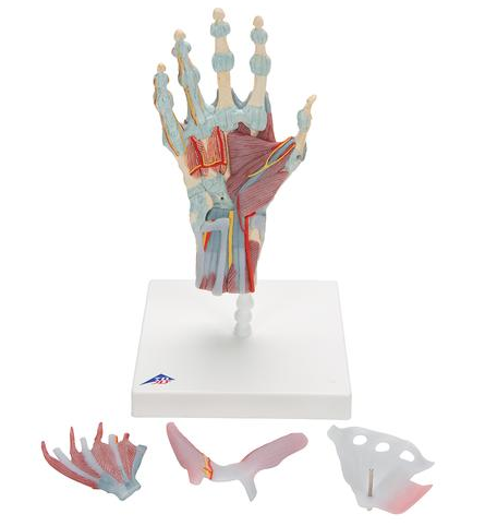 Układ kostny 3B Scientific M33/1