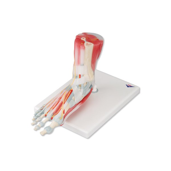 Układ kostny 3B Scientific M34/1