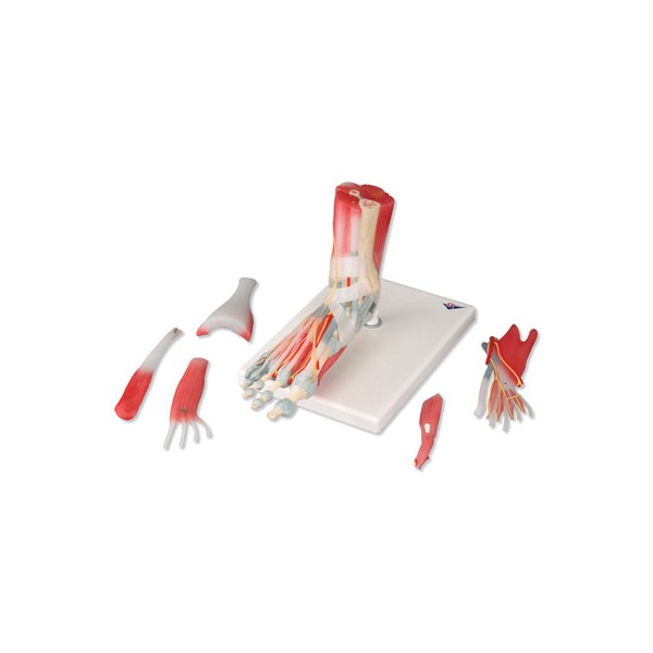 Układ kostny 3B Scientific M34/1