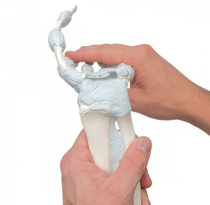 Układ kostny 3B Scientific M36