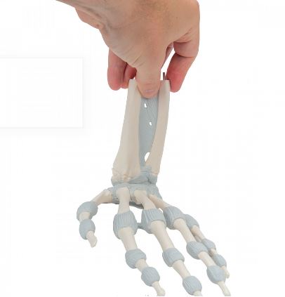 Układ kostny 3B Scientific M36