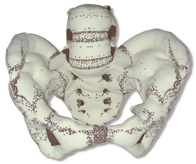 Układ kostny 3B Scientific R10072