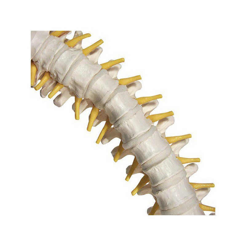 Układ kostny 3B Scientific VB84