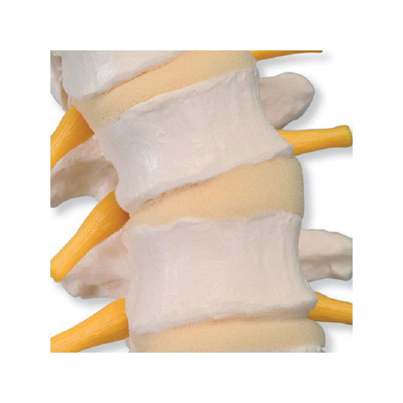 Układ kostny 3B Scientific VB84