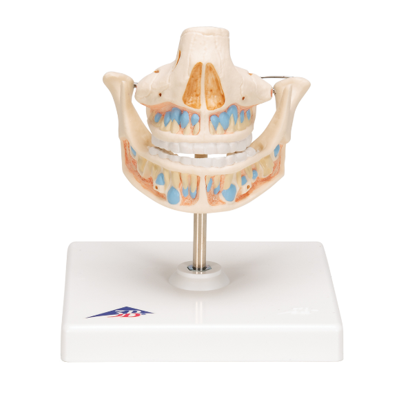 Układ kostny 3B Scientific VE282