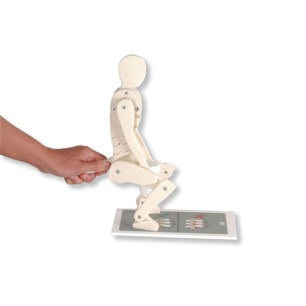 Układ kostny 3B Scientific W19007