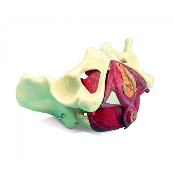 Układ kostny 3B Scientific W19025