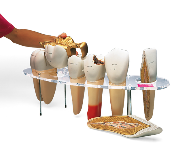 Układ kostny 3B Scientific W42517