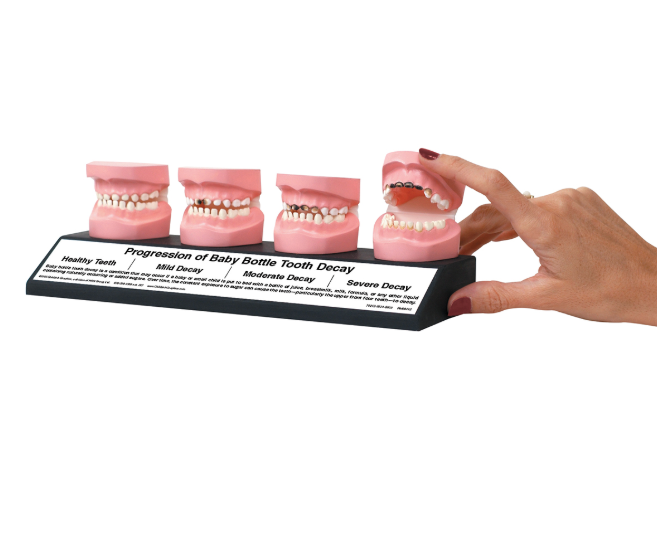 Układ kostny 3B Scientific W43141