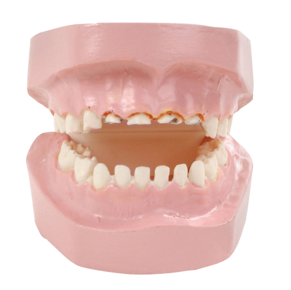 Układ kostny 3B Scientific W43157