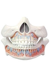 Układ kostny ALTAY SCIENTIFIC 6041.53