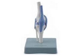 Układ kostny ALTAY SCIENTIFIC 6042.27