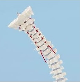 Układ kostny ERLER ZIMMER 4001