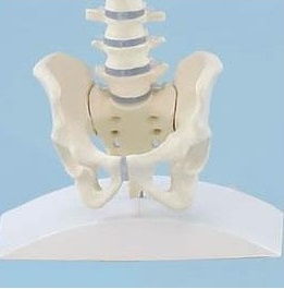 Układ kostny ERLER ZIMMER 4001