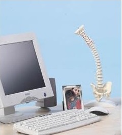 Układ kostny ERLER ZIMMER 4001