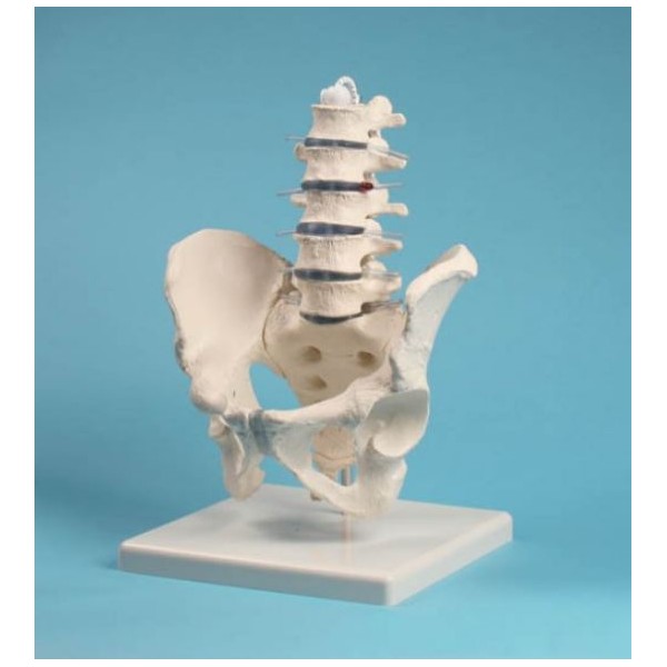 Układ kostny ERLER ZIMMER 4040