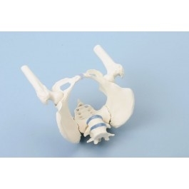 Układ kostny ERLER ZIMMER 4059