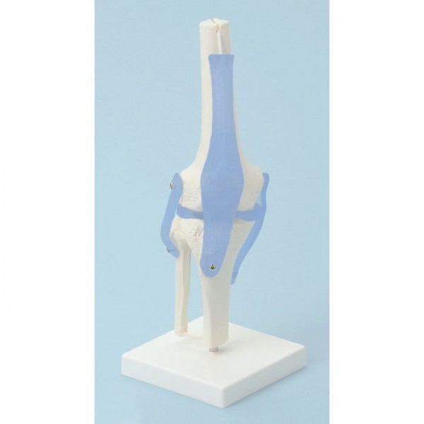 Układ kostny ERLER ZIMMER 4552