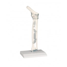 Układ kostny ERLER ZIMMER 4556