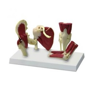 Układ kostny ERLER ZIMMER 4660