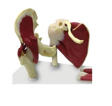 Układ kostny ERLER ZIMMER 4660