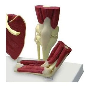 Układ kostny ERLER ZIMMER 4660