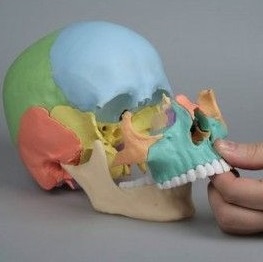 Układ kostny ERLER ZIMMER 4708