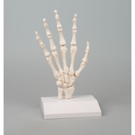 Układ kostny ERLER ZIMMER 6003