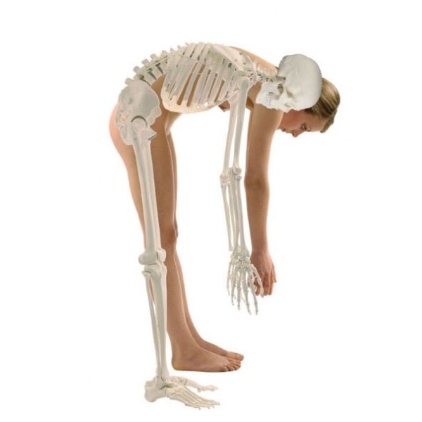 Układ kostny ERLER ZIMMER HUGO