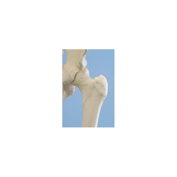 Układ kostny ERLER ZIMMER WILLI