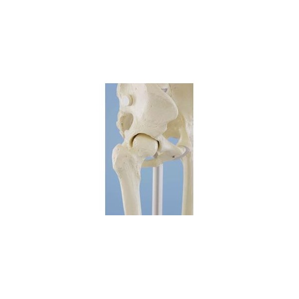 Układ kostny ERLER ZIMMER WILLI