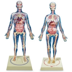 Układ kostny Nasco SB45053M