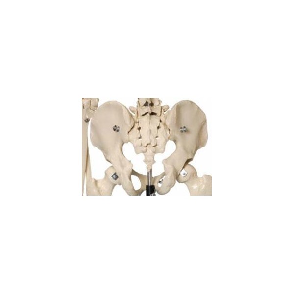 Układ kostny Rüdiger-Anatomie A200