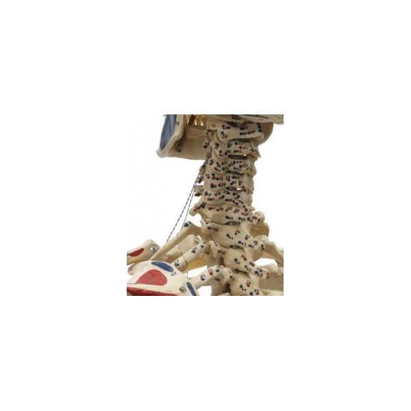 Układ kostny Rüdiger-Anatomie A200.1