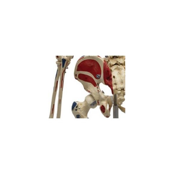 Układ kostny Rüdiger-Anatomie A200.1