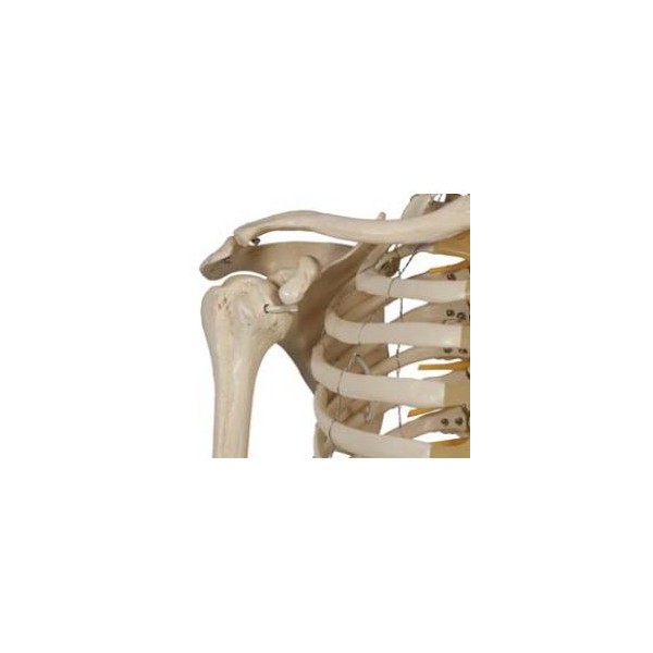 Układ kostny Rüdiger-Anatomie A203