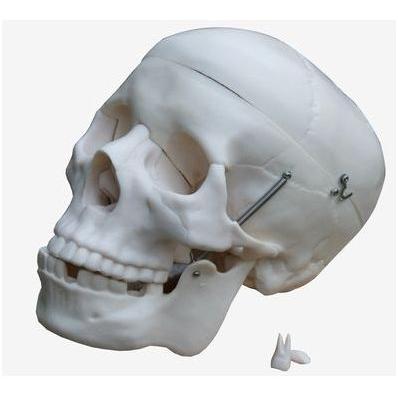 Układ kostny Rüdiger-Anatomie AZUBI2002