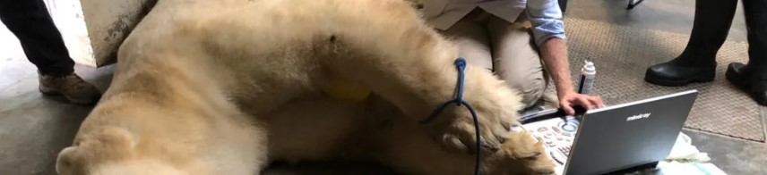 Ultrasonografy wielonarządowe weterynaryjne - USG MINDRAY Vetus M11